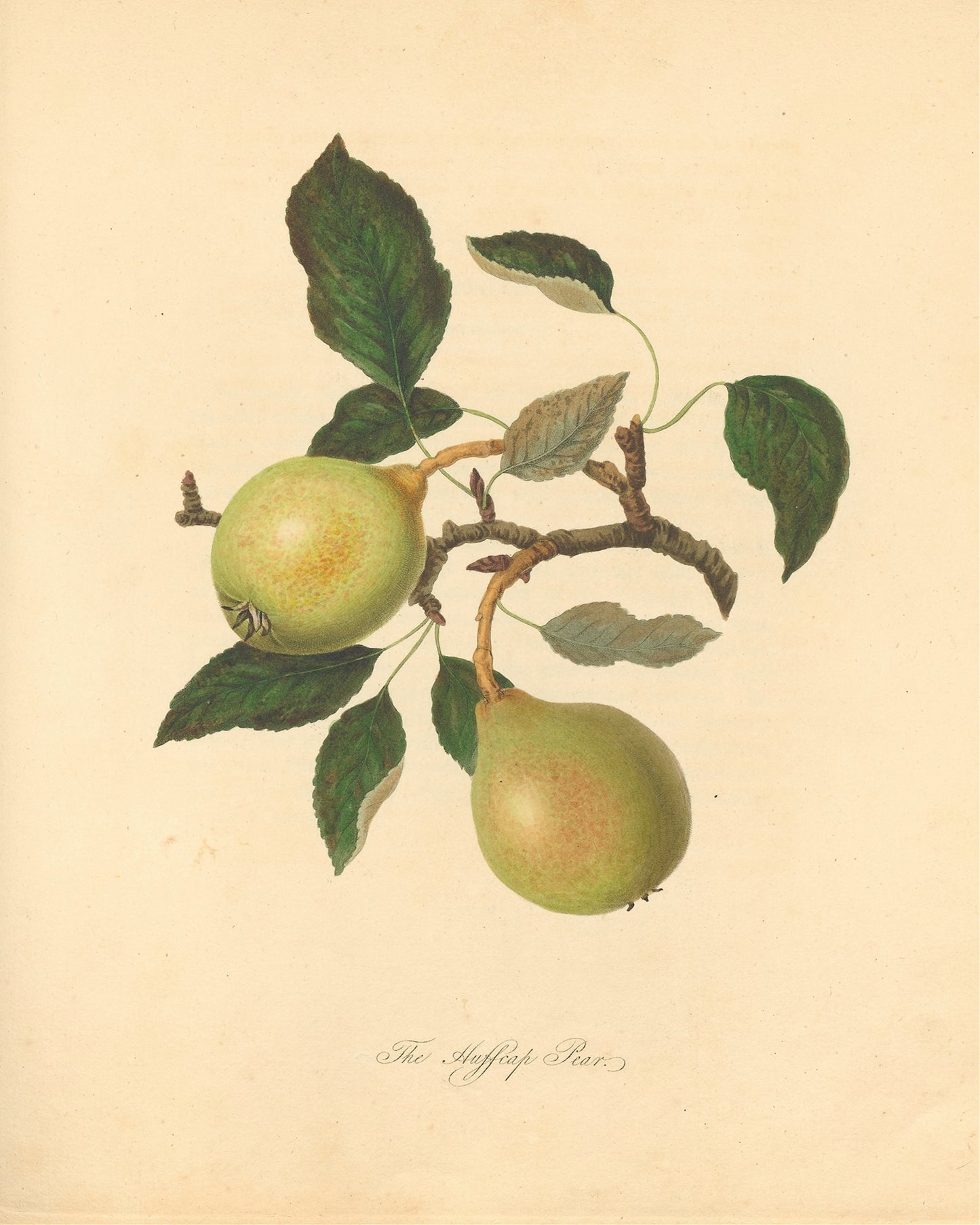 "Huffcap Pear"