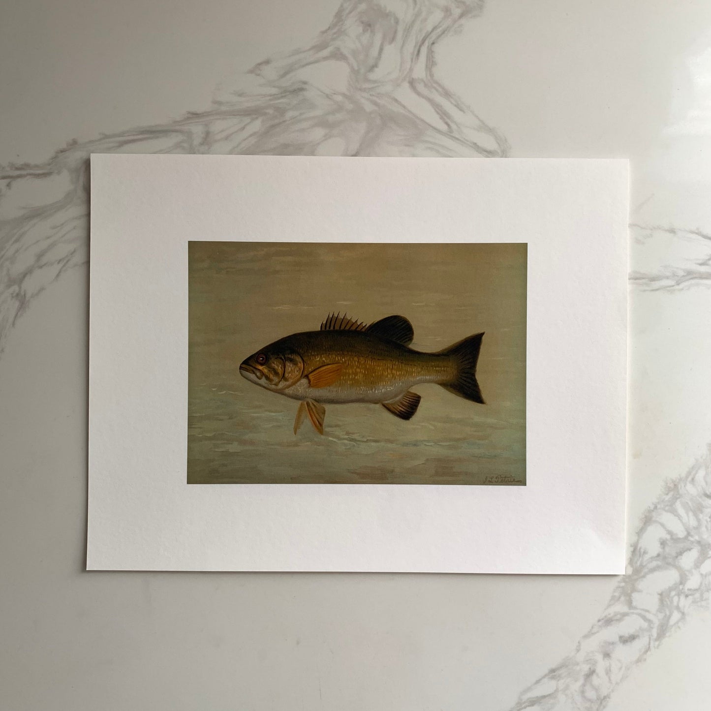 “The Small Mouthed Black Bass”