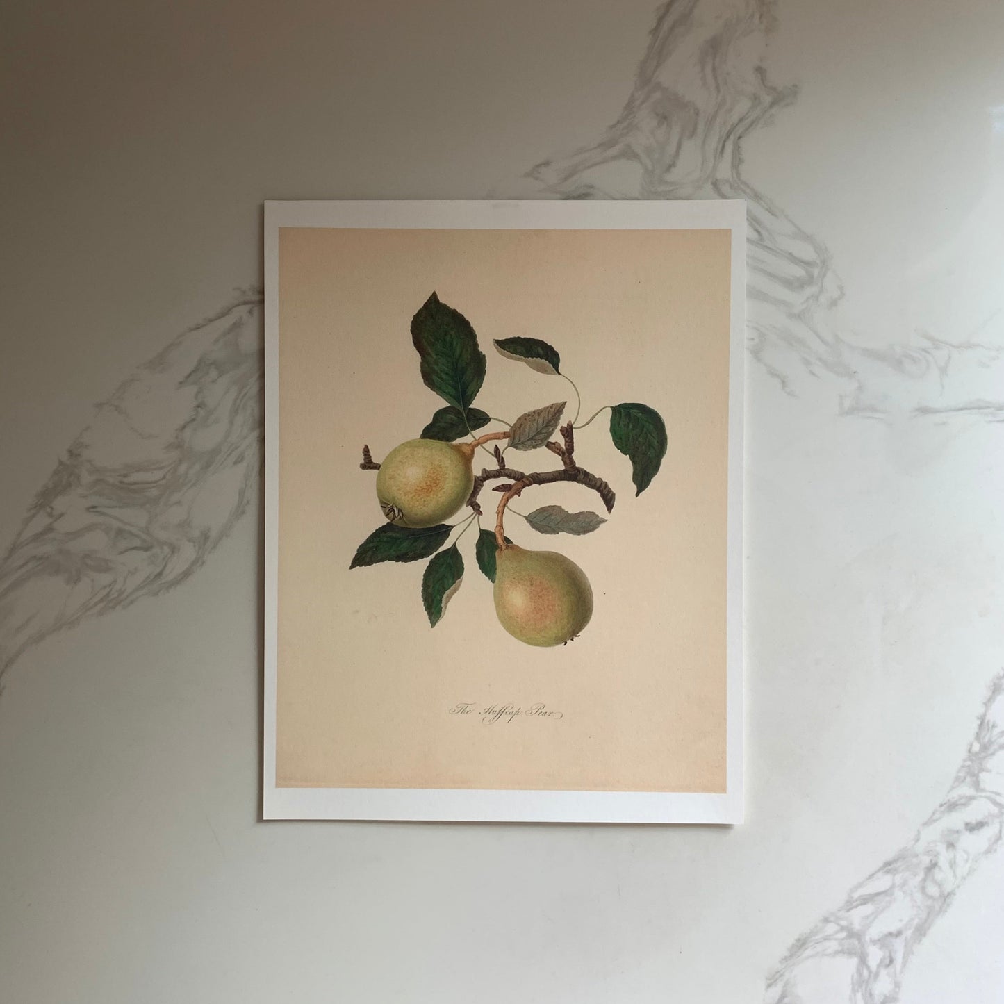 "Huffcap Pear"