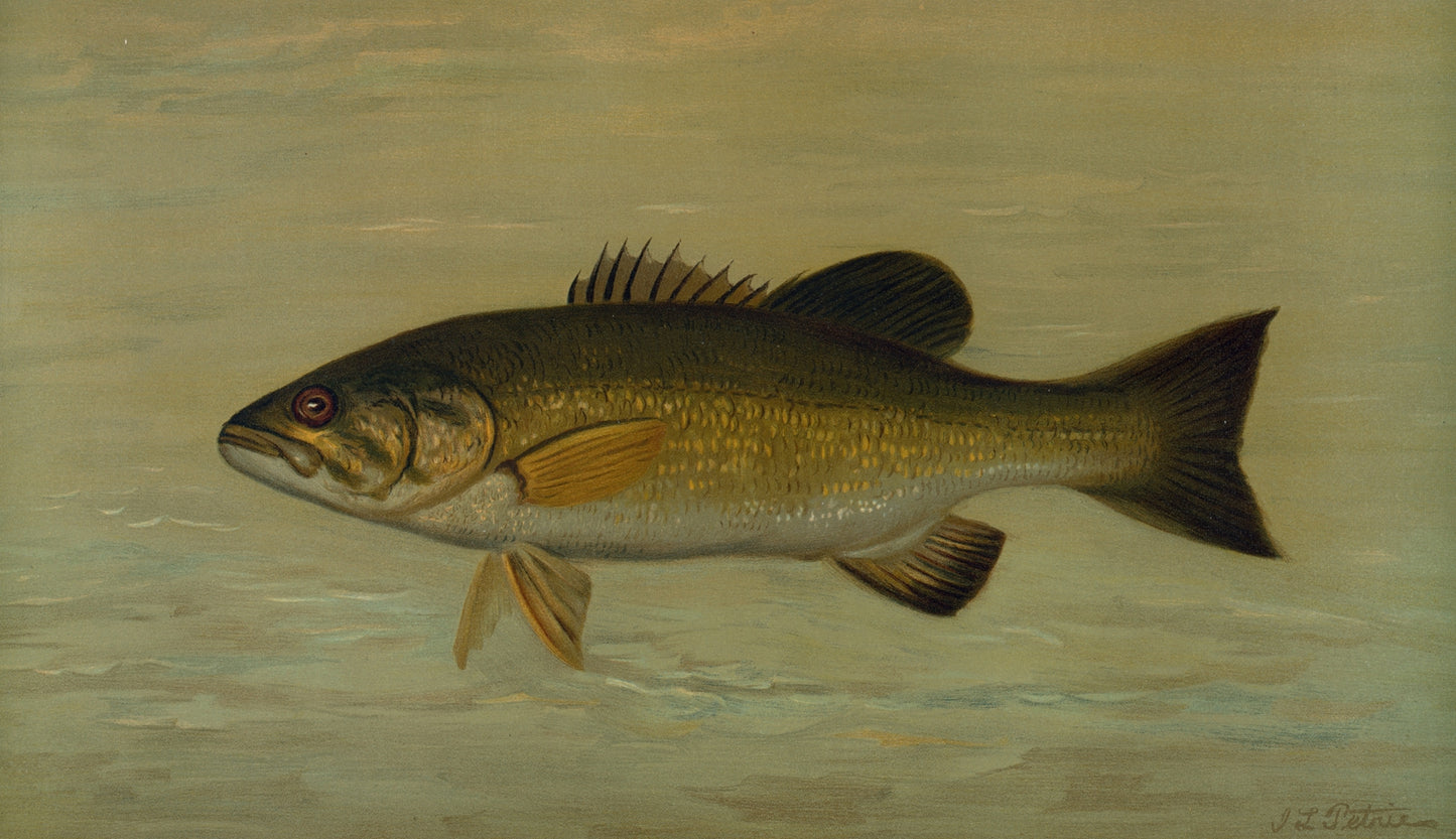 “The Small Mouthed Black Bass”