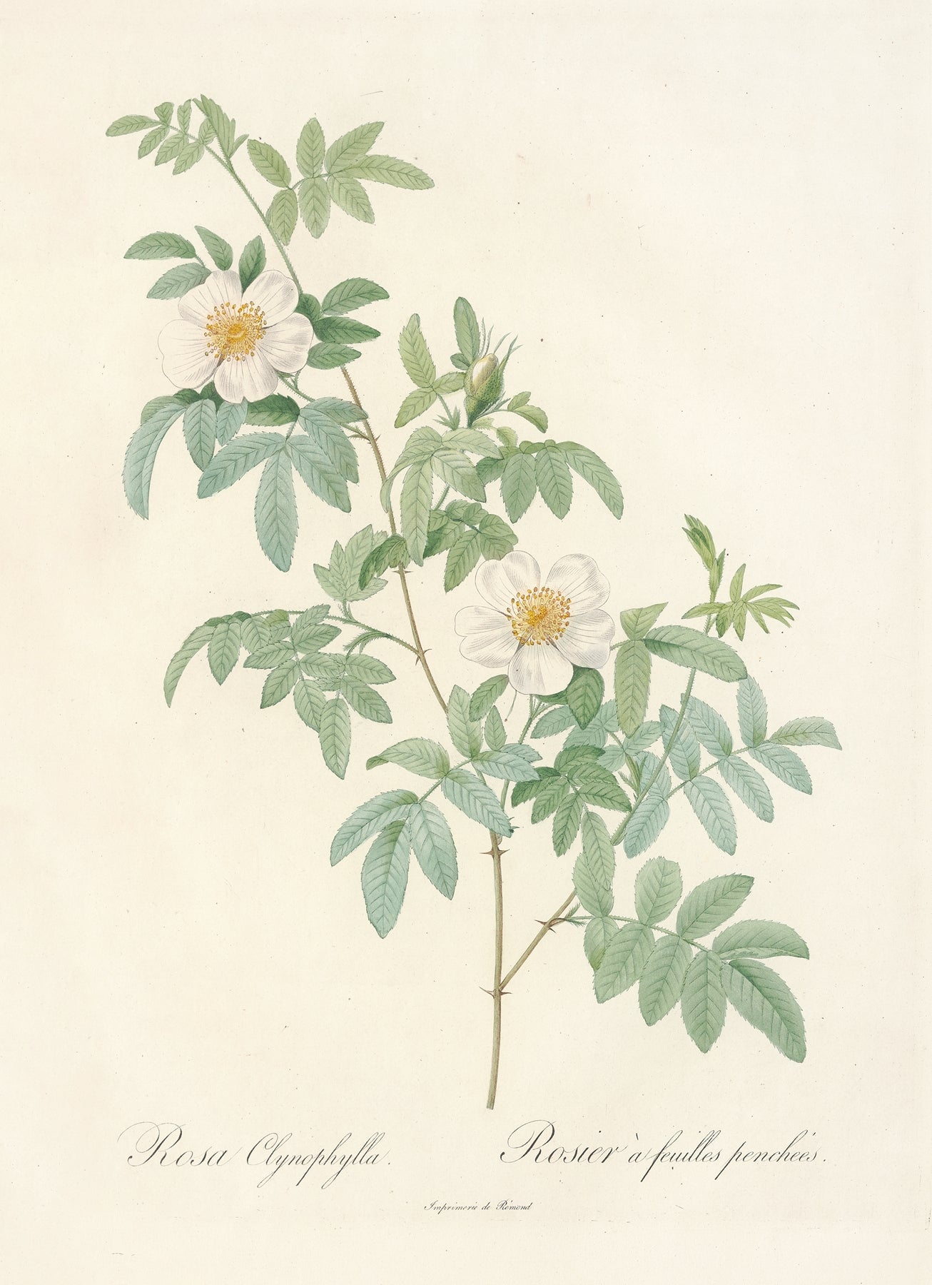 “Rosa Clynophylla”
