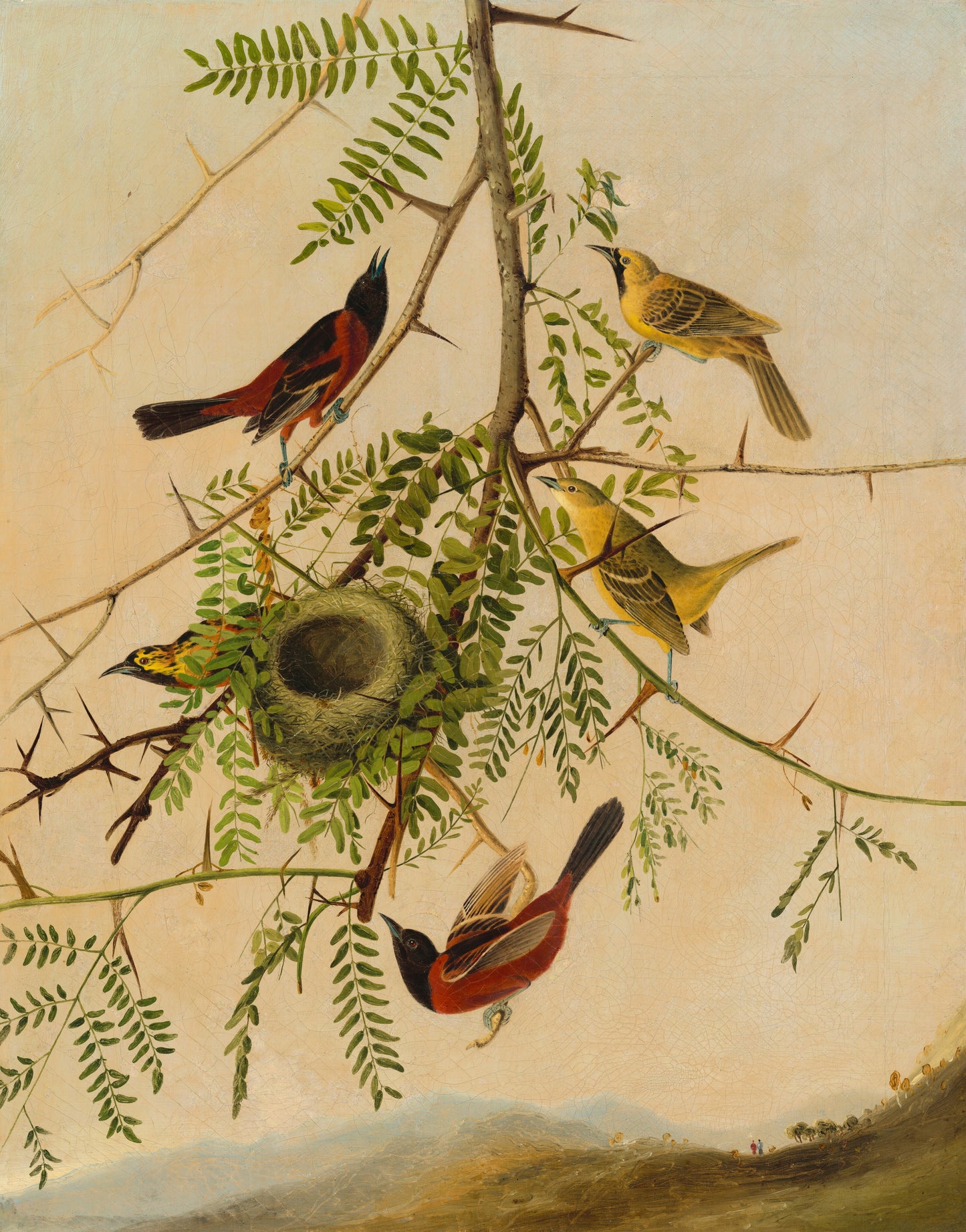 “Orchard Oriole”