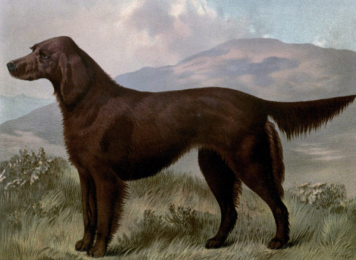 “Vintage Irish Setter”