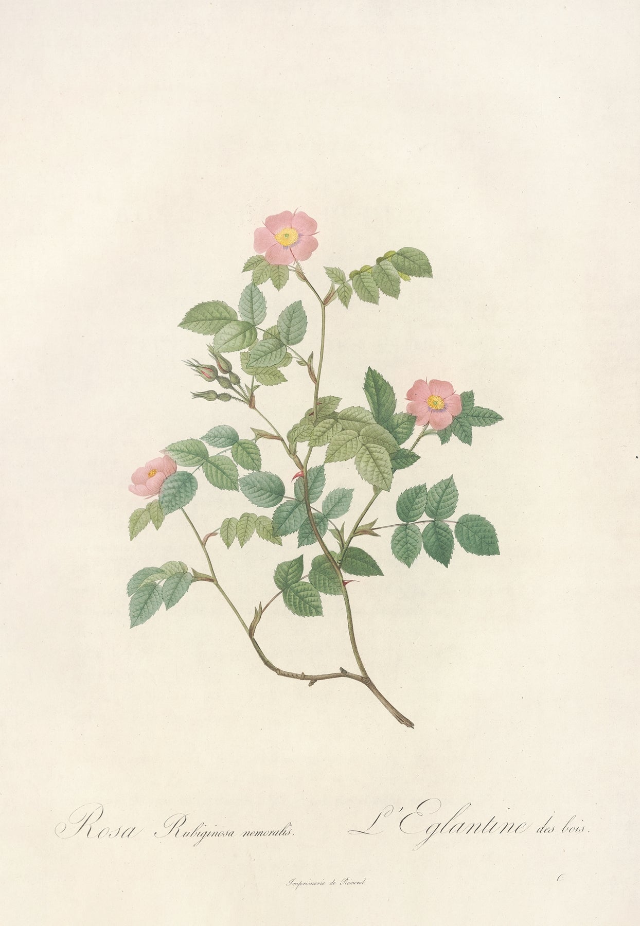 “Rosa Rubiginosa”